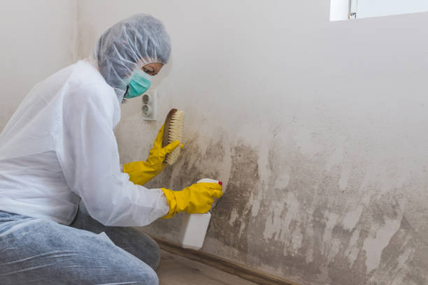 Best Certified Mold Removal  in Waverly, MN