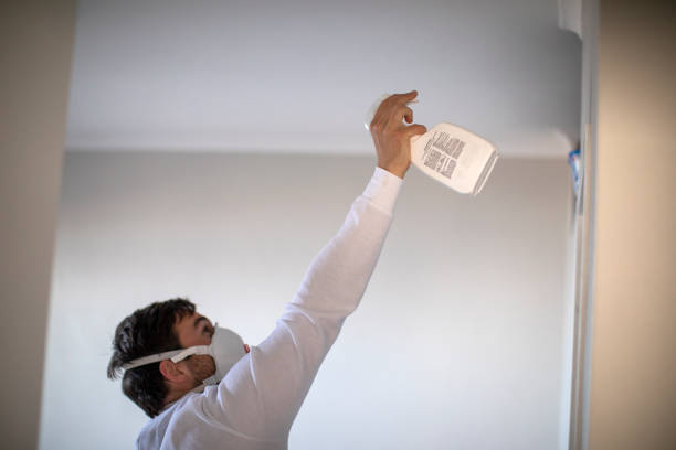 Best Black Mold Removal  in Waverly, MN