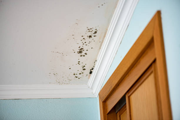 Best Home Mold Removal  in Waverly, MN