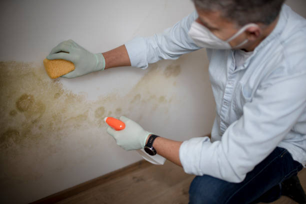 Best Certified Mold Removal  in Waverly, MN