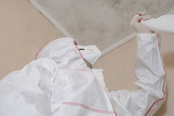 Best Commercial Mold Removal  in Waverly, MN