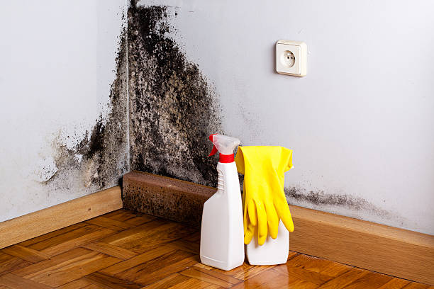 Best Fast Mold Removal  in Waverly, MN
