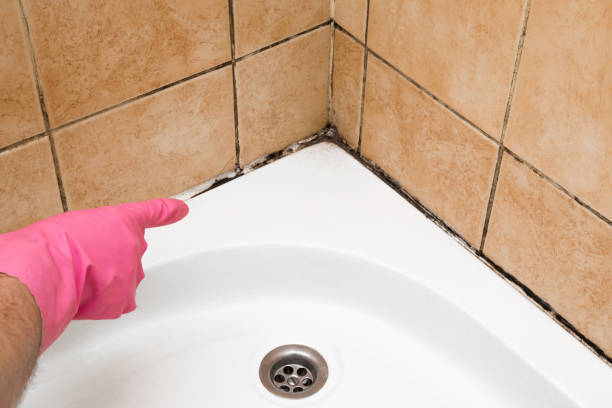 Best Mold Cleaning Services  in Waverly, MN